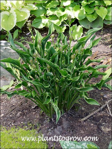 Hosta Praying Hands (Hosta) 
An unusual form of Hosta.